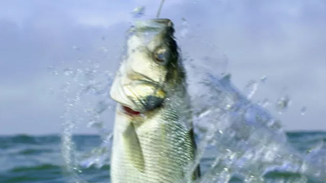 Fishing for Clues