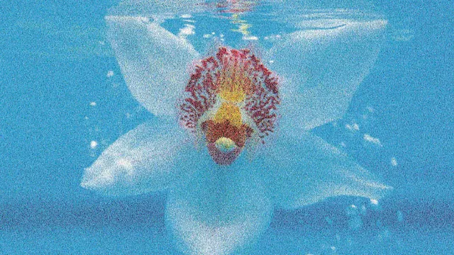 The Orchid Thief